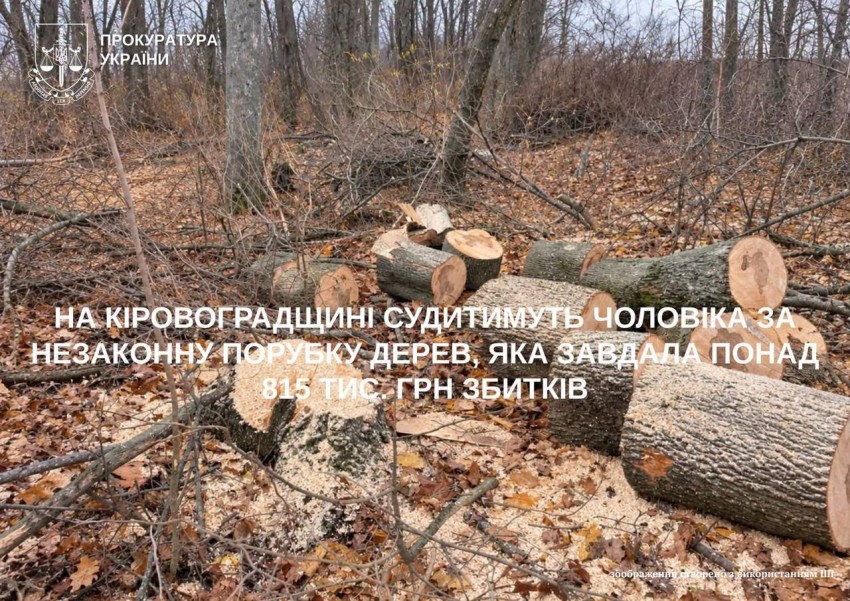 815 тисяч збитків: чоловіка судитимуть за незаконну порубку дерев у лісництві Кіровоградщини
